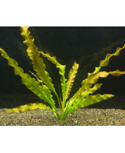Апоногетон курчавый (Aponogeton crispus) Апоногетон курчавый (Aponogeton crispus)