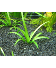 Сагиттария шиловидная (Sagittaria subulata) Сагиттария шиловидная (Sagittaria subulata)