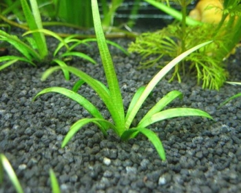 Сагиттария шиловидная (Sagittaria subulata)