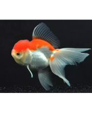 Оранда красно-белая (Carassius auratus var.) Оранда красно-белая (Carassius auratus var.)
