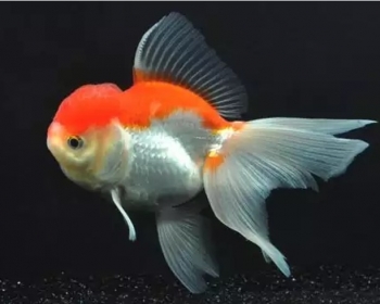 Оранда красно-белая (Carassius auratus var.)