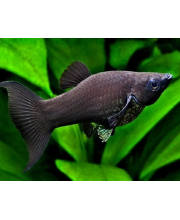 Моллинезия черная лирохвостая (Poecilia sphenops var.)