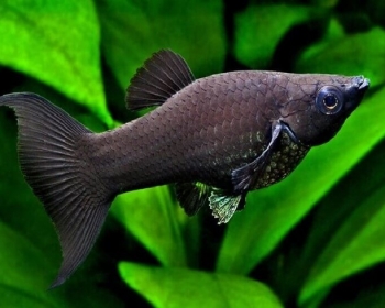 Моллинезия черная лирохвостая (Poecilia sphenops var.)