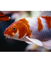 Карп кои биколор (Carassius auratus var.) Карп кои биколор (Carassius auratus var.)