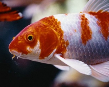 Карп кои биколор (Carassius auratus var.)