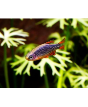 Микрорасбора галактика (Danio margaritatus) Микрорасбора галактика (Danio margaritatus)