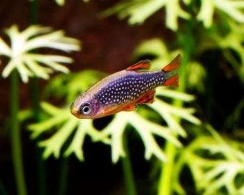 Микрорасбора галактика (Danio margaritatus)