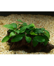 Анубиас Бартера карликовый (Anubias barteri var. Nana)