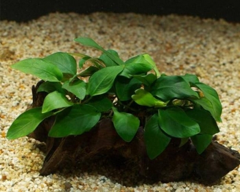 Анубиас Бартера карликовый (Anubias barteri var. Nana)