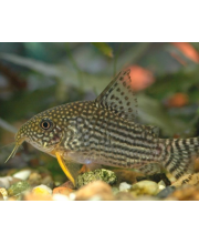 Коридорас штерба (Corydoras sterbai) Коридорас штерба (Corydoras sterbai)