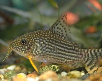 Коридорас штерба (Corydoras sterbai)
