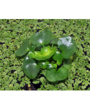 Эйхорния (Eichhornia crassipes) Эйхорния (Eichhornia crassipes)