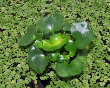 Эйхорния (Eichhornia crassipes)