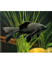 Комета черная (Carassius auratus var.) Комета черная (Carassius auratus var.)