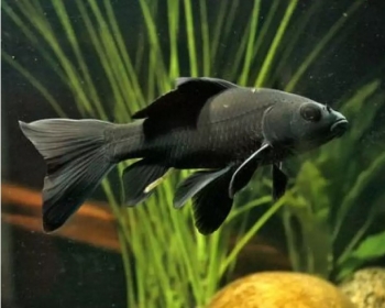 Комета черная (Carassius auratus var.)