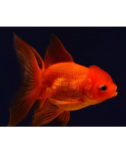 Оранда ассорти (Carassius auratus var.) Оранда ассорти (Carassius auratus var.)
