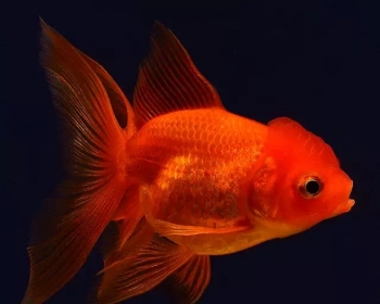 Оранда ассорти (Carassius auratus var.)