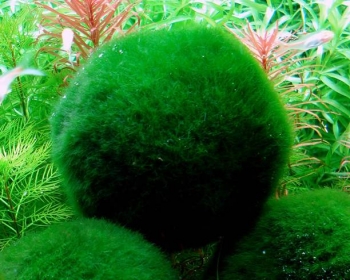 Кладофора XL (Cladofora)