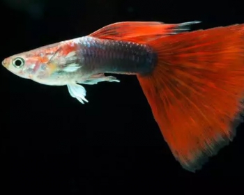 Гуппи Красный неон самцы (Poecilia reticulata var.)