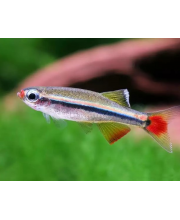 Кардинал (Tanichthys albonubes) Кардинал (Tanichthys albonubes)