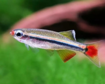Кардинал (Tanichthys albonubes)