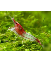 Креветка рили (Neocaridina heteropoda var. Rili) Креветка рили (Neocaridina heteropoda var. Rili)