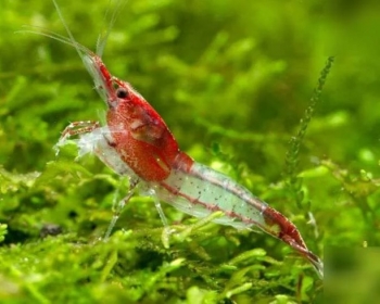 Креветка рили (Neocaridina heteropoda var. Rili)