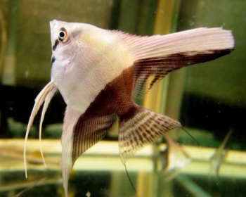 Скалярия биколор (Pterophyllum scalare var.)