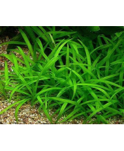 Эхинодорус нежный (Echinodorus tenellus) Эхинодорус нежный (Echinodorus tenellus)