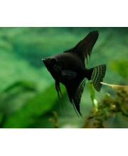 Скалярия черная (Pterophyllum scalare var.) Скалярия черная (Pterophyllum scalare var.)