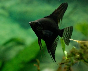 Скалярия черная (Pterophyllum scalare var.)