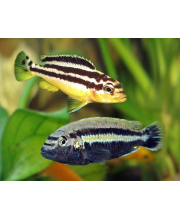 Меланохромис золотой (Melanochromis auratus) Меланохромис золотой (Melanochromis auratus)