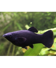 Моллинезия черная (Poecilia sphenops var.) Моллинезия черная (Poecilia sphenops var.)