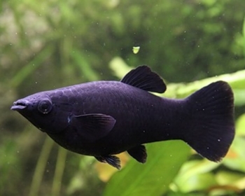Моллинезия черная (Poecilia sphenops var.)
