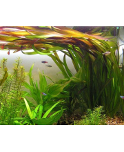 Валлиснерия гигантея (Vallisneria gigantea) Валлиснерия гигантея (Vallisneria gigantea)