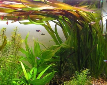 Валлиснерия гигантея (Vallisneria gigantea)