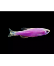 Данио фиолетовый (Danio rerio var. Данио фиолетовый (Danio rerio var.