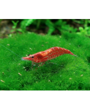 Креветка вишневая (Neocaridina davidi var) Креветка вишневая (Neocaridina davidi var)