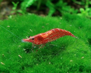 Креветка вишневая (Neocaridina davidi var)