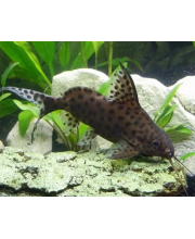 Синодонтис высокоплавничный (Synodontis eupterus) Синодонтис высокоплавничный (Synodontis eupterus)