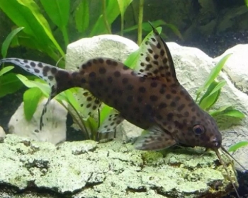 Синодонтис высокоплавничный (Synodontis eupterus)