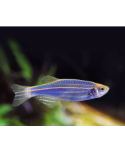 Данио голубой (Danio rerio var. Данио голубой (Danio rerio var.