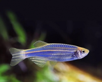 Данио голубой (Danio rerio var. 