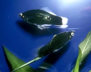 Меченосец черный (Xiphophorus hellerii var.)