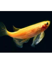 Данио оранжевый (Danio rerio var. Данио оранжевый (Danio rerio var.