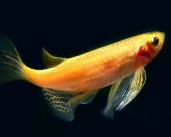Данио оранжевый (Danio rerio var. 