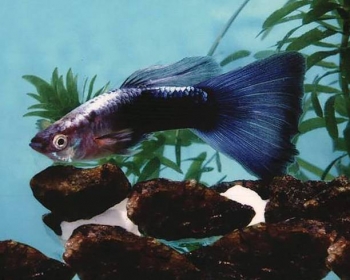 Гуппи Туркис синий хвост самцы (Poecilia reticulata var.)