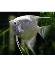 Скалярия платиновая (Pterophyllum scalare var.) Скалярия платиновая (Pterophyllum scalare var.)