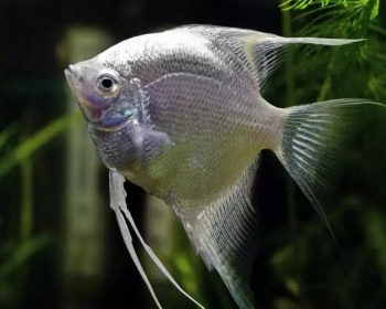 Скалярия платиновая (Pterophyllum scalare var.)