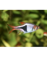 Расбора клиновидная (Rasbora heteromorpha) Расбора клиновидная (Rasbora heteromorpha)
